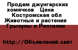 Продам джунгарских хомячков › Цена ­ 70 - Костромская обл. Животные и растения » Грызуны и Рептилии   